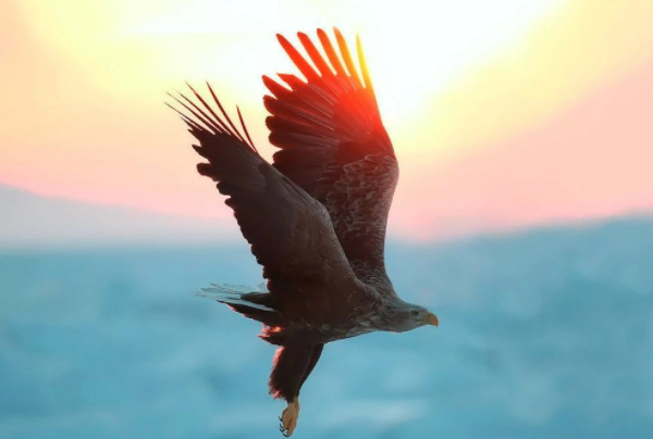 鸟类的飞行速度排名:游隼以时速高达389公里排名第一