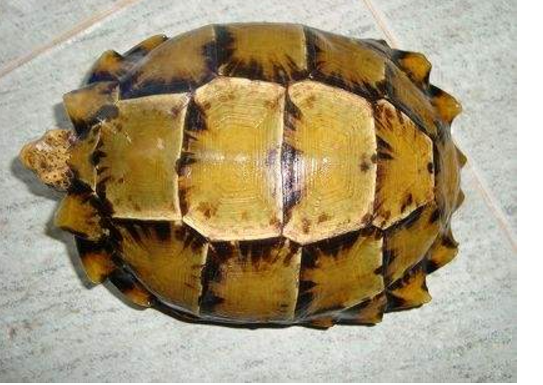十大难养的陆龟，最难养的陆龟养大不易不适合新手养!