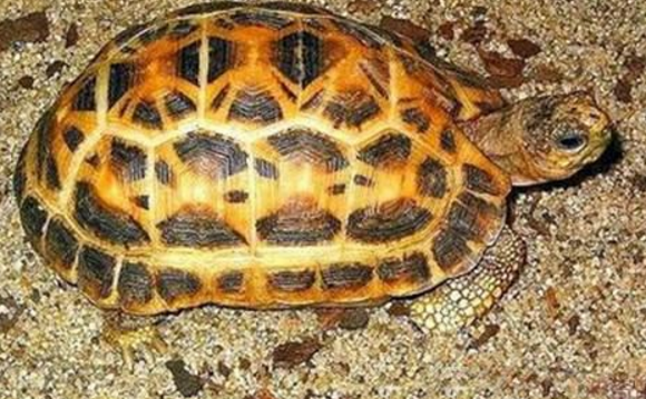 十大难养的陆龟，最难养的陆龟养大不易不适合新手养!