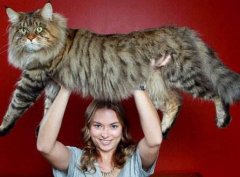 <b><font color='#FF0000'>世界上最大的猫排行榜 十大大型宠物猫品种</font></b>