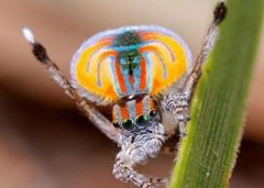 <b><font color='#FF0000'>动物之最：世界上最美的蜘蛛会跳舞？</font></b>