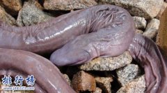 <b><font color='#FF0000'>世界上最丑的蛇：巴西盲蛇形似男性生殖器(图片恶心慎入)</font></b>