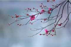 <b><font color='#FF0000'>中国传统十大名花排名，梅花高居榜首，第二被誉为花中之王</font></b>