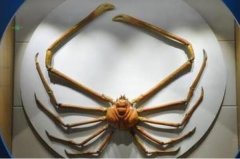 <b><font color='#333333'>世界体型最大的十大螃蟹品种，雪蟹上榜，第一是现存最大的甲壳动物</font></b>