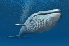 <b><font color='#333333'>世界十大重型动物 蓝鲸位列榜首，体重180吨以上</font></b>