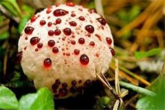 <b><font color='#333333'>世界最奇特且最毒的十大蘑菇 血齿菌像是草莓奶油冰淇淋</font></b>